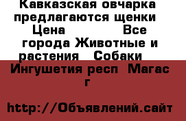 Кавказская овчарка -предлагаются щенки › Цена ­ 20 000 - Все города Животные и растения » Собаки   . Ингушетия респ.,Магас г.